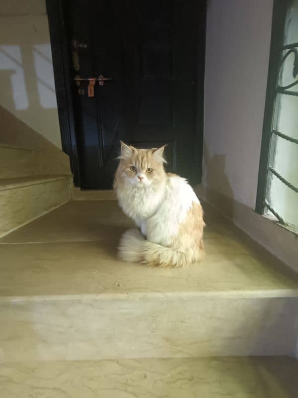 Persian cat pair for urgent sale 2