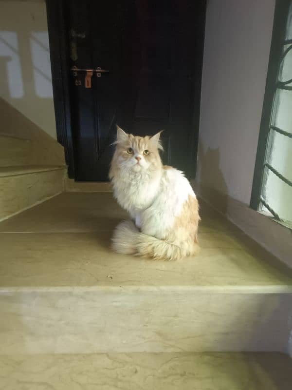 Persian cat pair for urgent sale 3