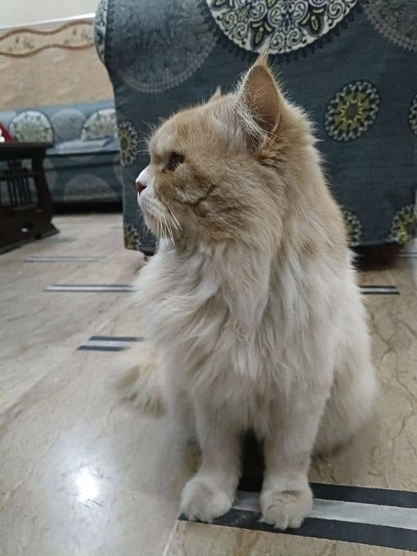 Persian cat pair for urgent sale 5