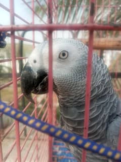 Grey Parrot African Talking