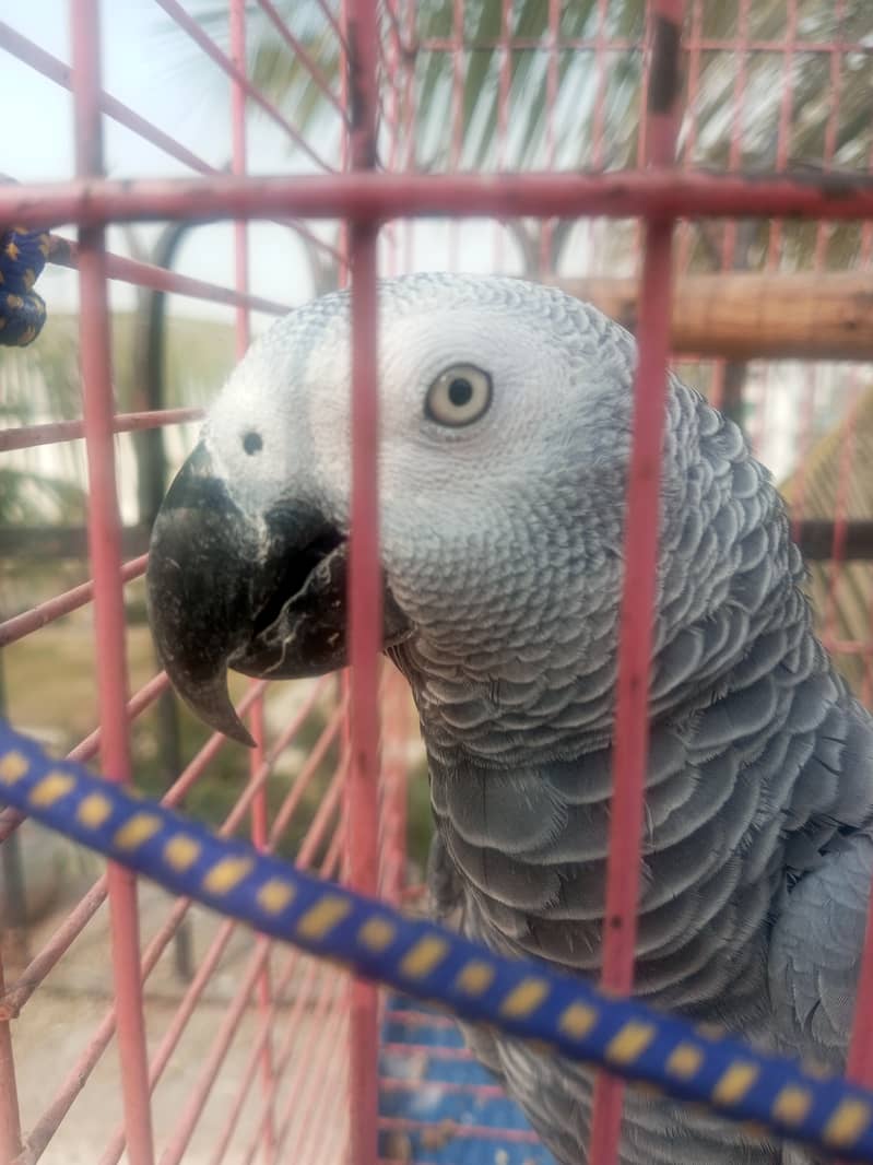 Grey Parrot African Talking 0