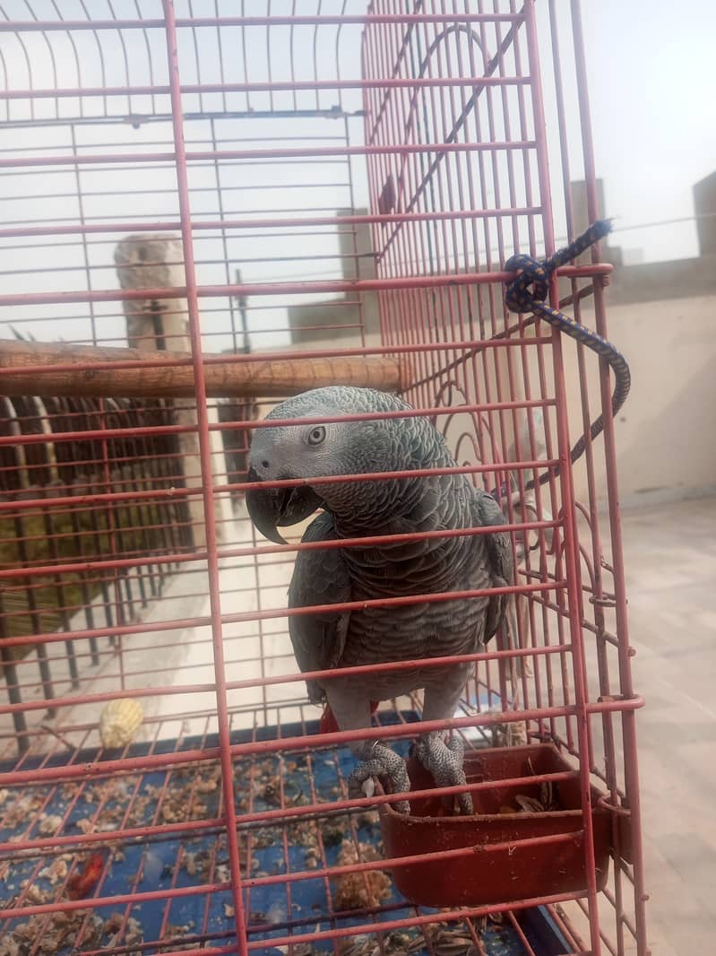 Grey Parrot African Talking 1