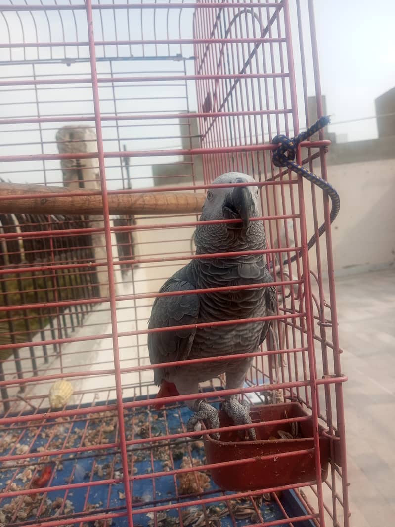 Grey Parrot African Talking 2