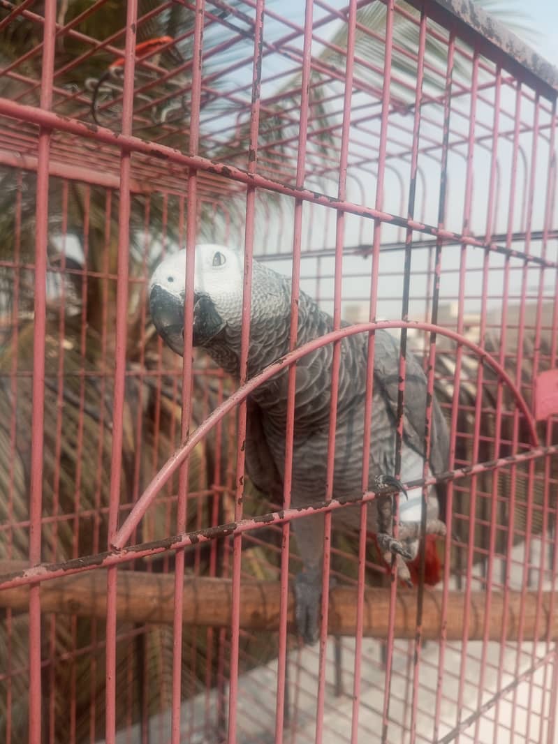 Grey Parrot African Talking 3