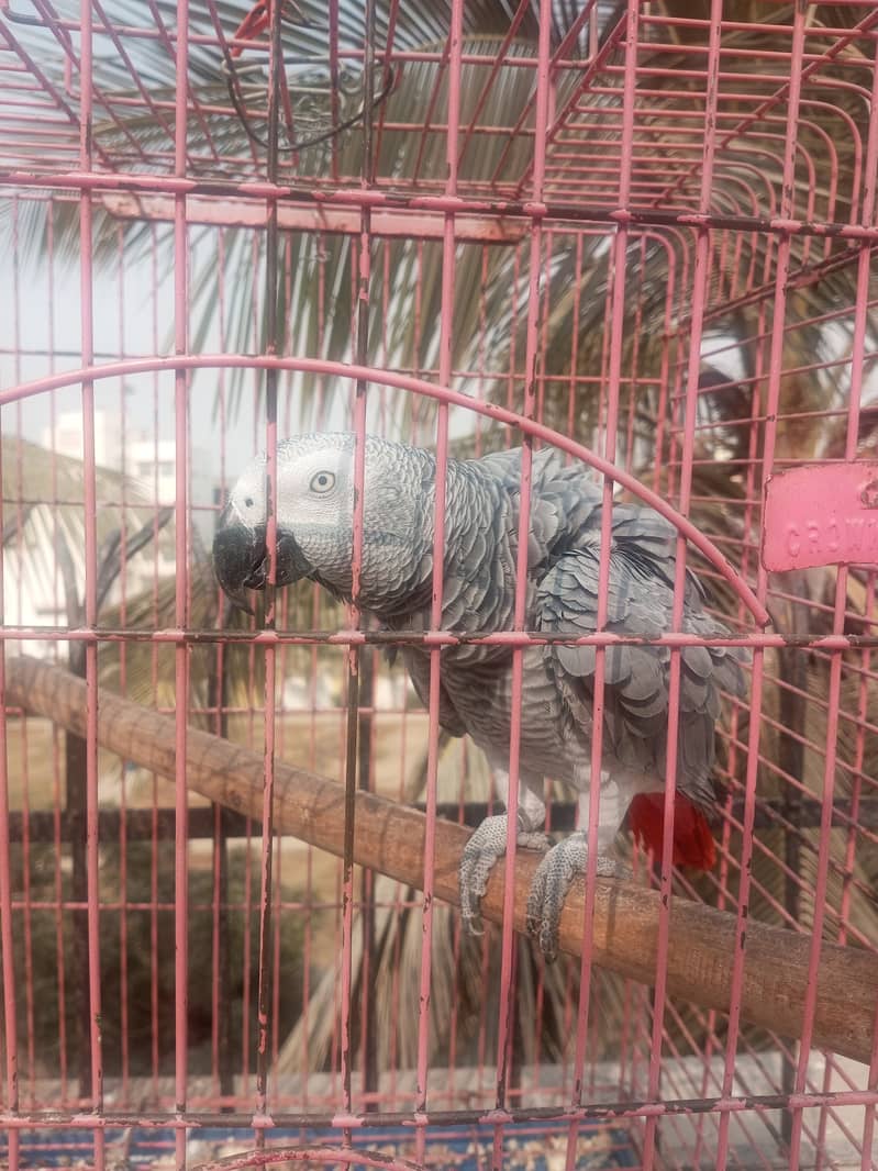 Grey Parrot African Talking 4