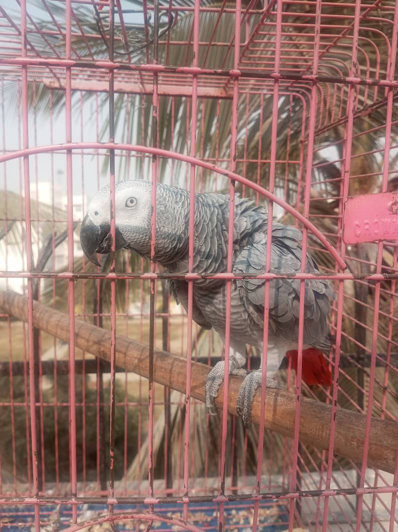 Grey Parrot African Talking 5