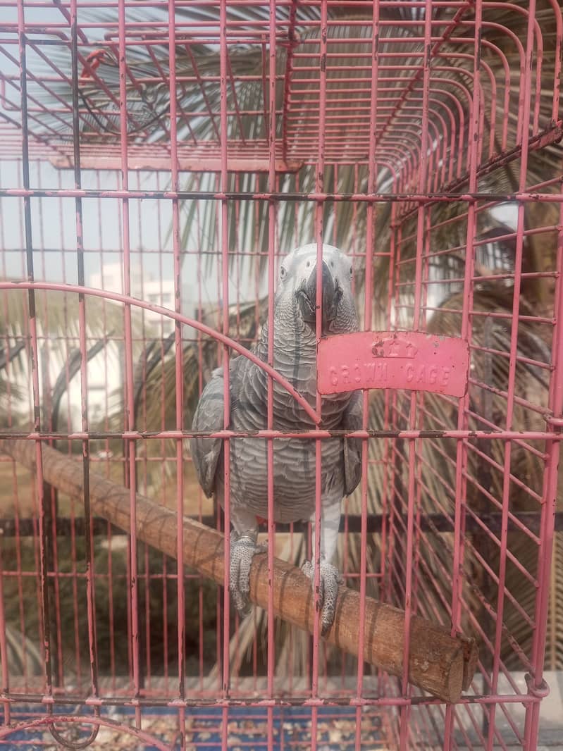 Grey Parrot African Talking 6