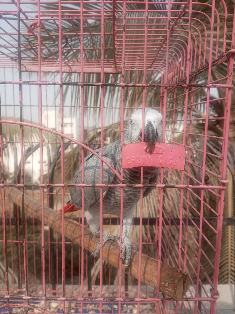 Grey Parrot African Talking 7