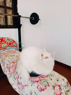 Pure Triple Coated Persian vaccinated complete