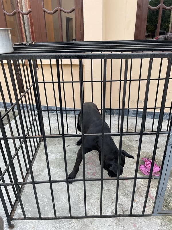 cane corso for sale in charsadda 0