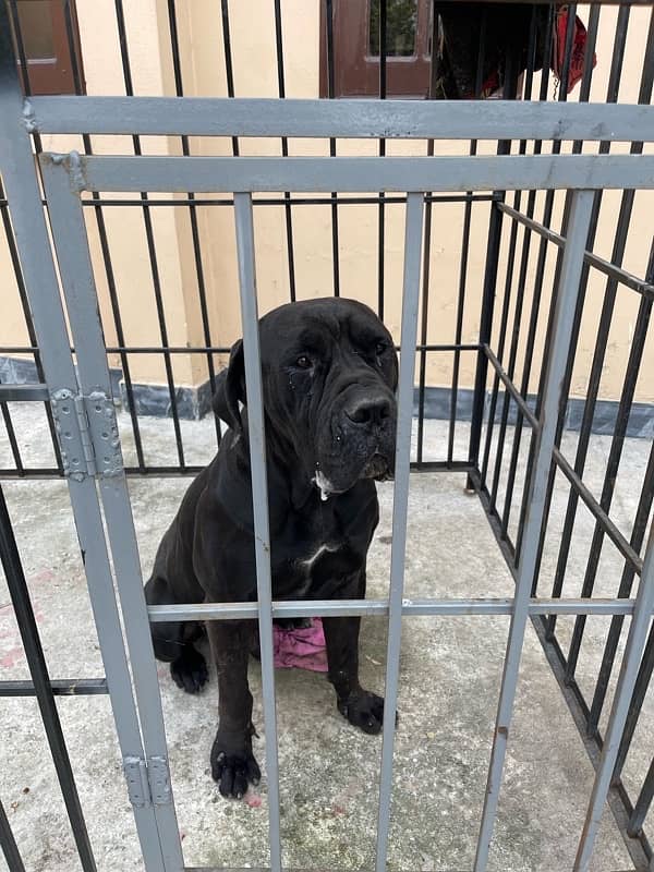 cane corso for sale in charsadda 1