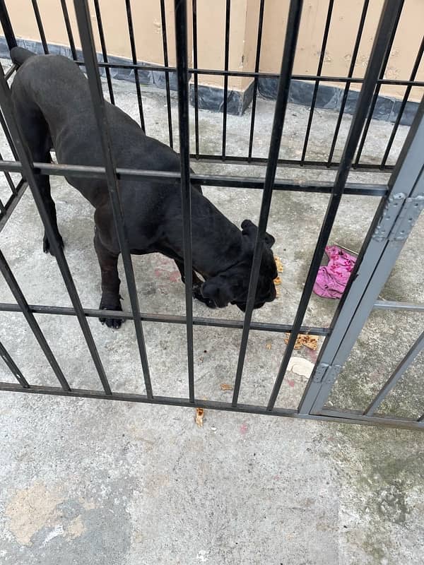 cane corso for sale in charsadda 5