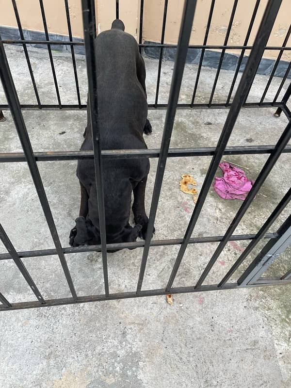 cane corso for sale in charsadda 6