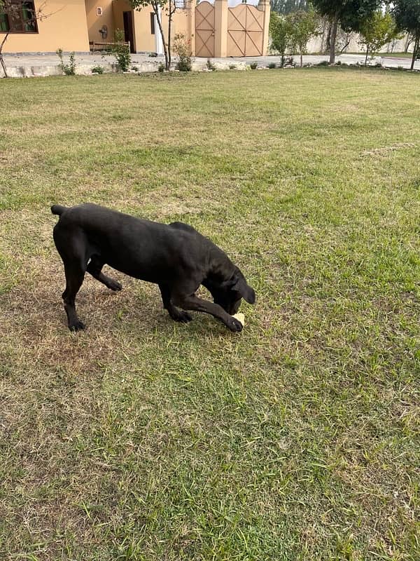 cane corso for sale in charsadda 8