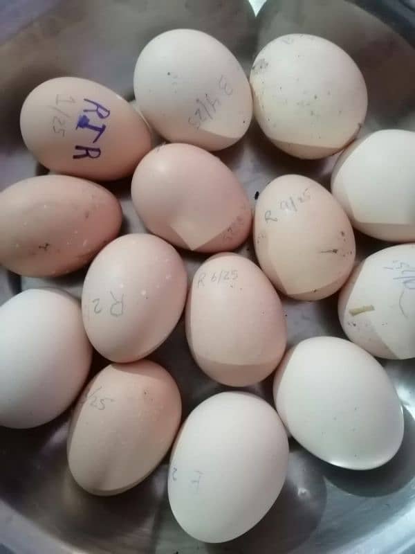 Heritage Eggs Rir & black australorp available contact us 1