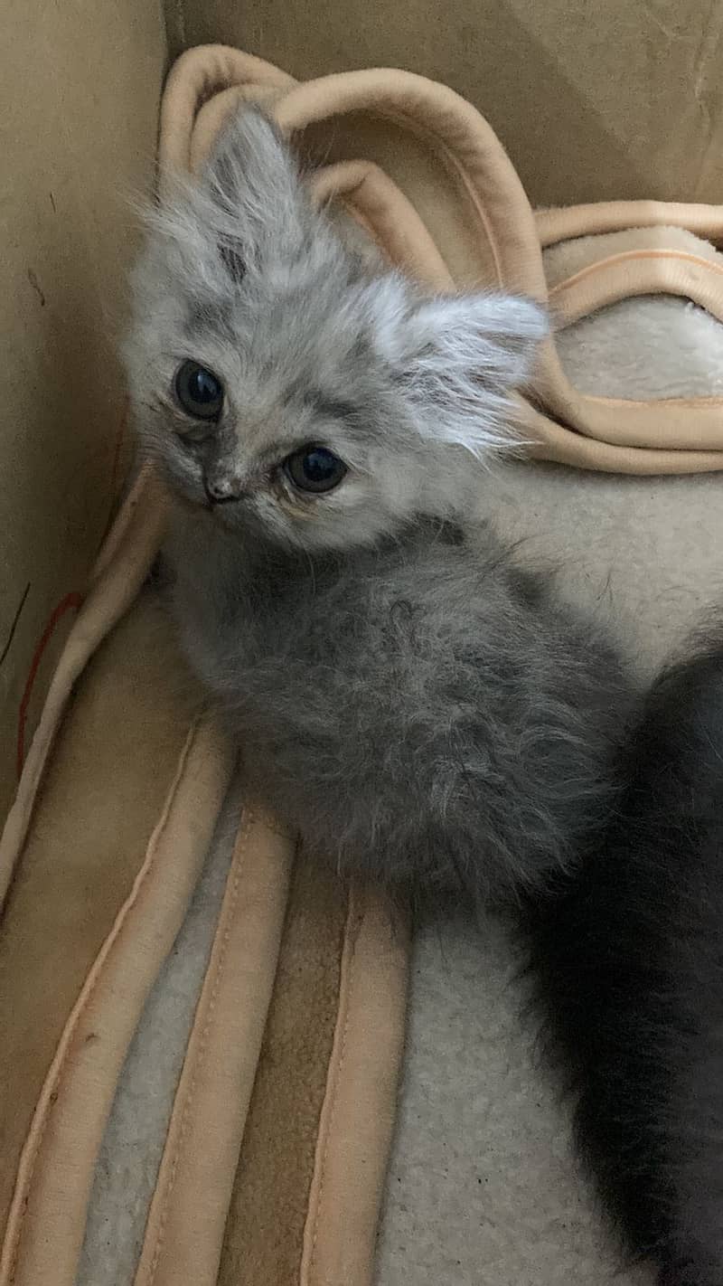 Persion | Persion kitten | Tripple Coated Kitens | Kitten For Sale 1