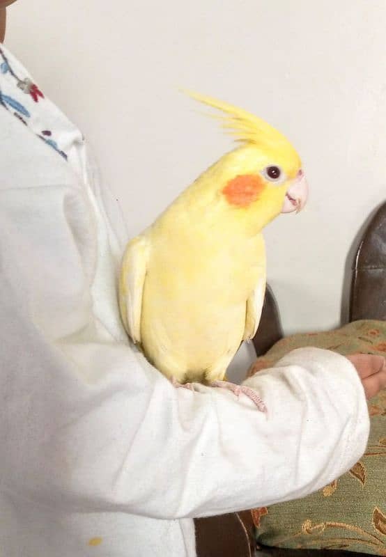 Hand tame cockatiel and lovebirds 0