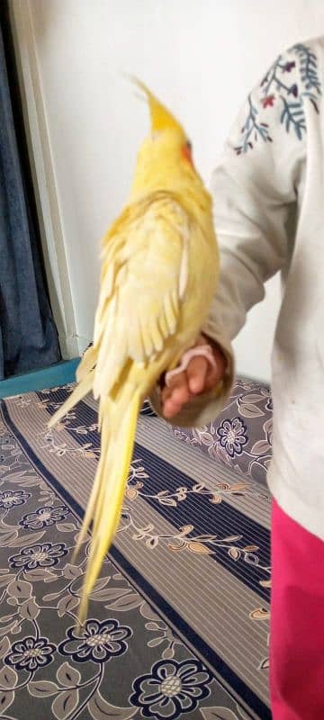 Hand tame cockatiel and lovebirds 2