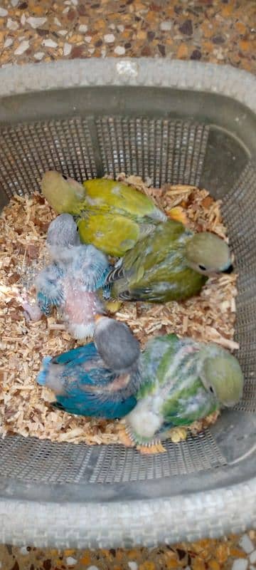 Hand tame cockatiel and lovebirds 3