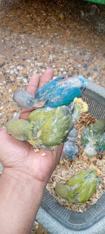 Hand tame cockatiel and lovebirds 5