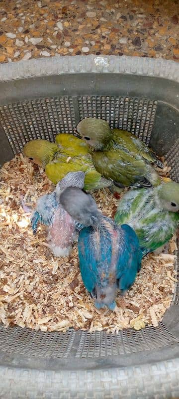 Hand tame cockatiel and lovebirds 7