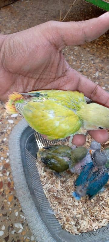 Hand tame cockatiel and lovebirds 9