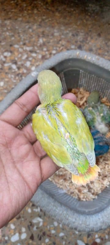 Hand tame cockatiel and lovebirds 10