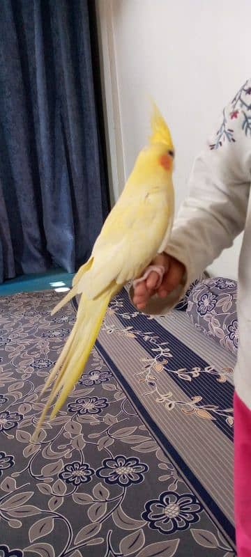 Hand tame cockatiel and lovebirds 11