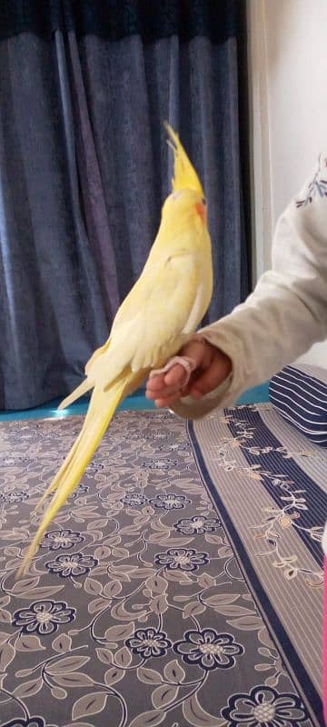 Hand tame cockatiel and lovebirds 12