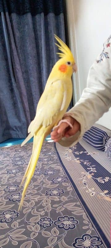 Hand tame cockatiel and lovebirds 13