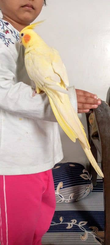 Hand tame cockatiel and lovebirds 15