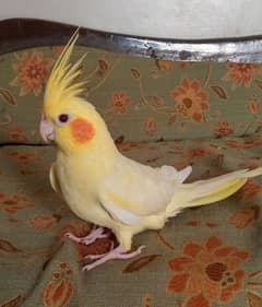 Hand tame cockatiel and lovebirds