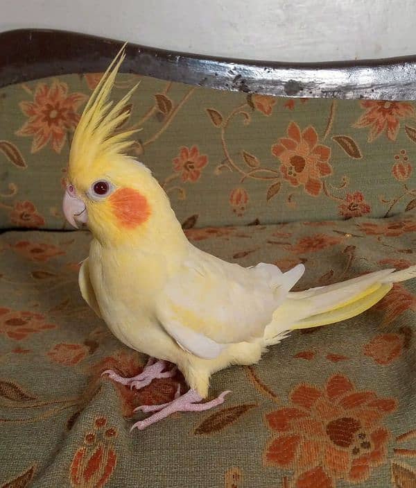 Hand tame cockatiel and lovebirds 16