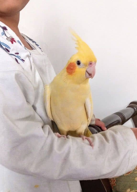 Hand tame cockatiel and lovebirds 17