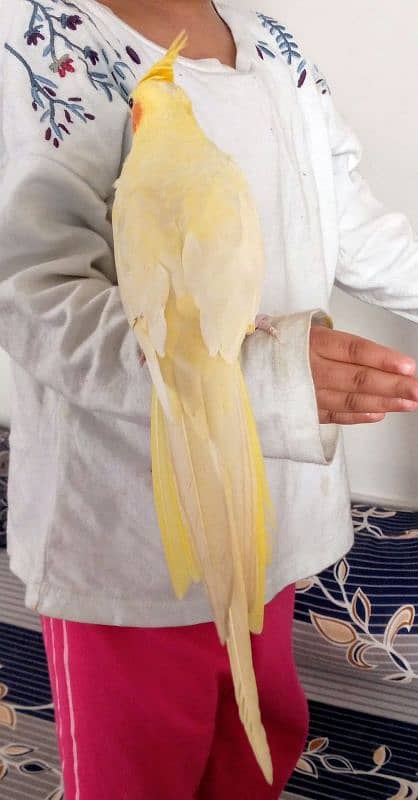 Hand tame cockatiel and lovebirds 18