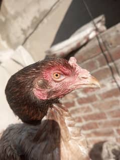 Pure Aseel Hen for Sale