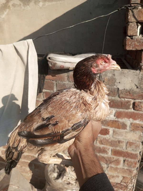 Pure Aseel Hen for Sale 1