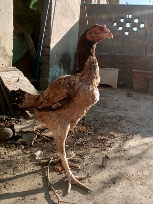 Pure Aseel Hen for Sale 2