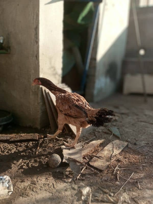 Pure Aseel Hen for Sale 3