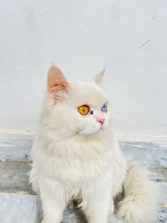 persian