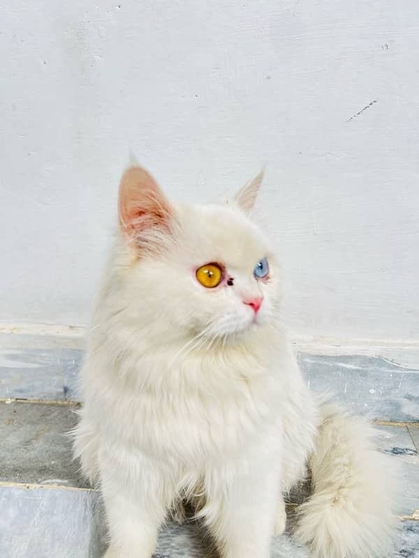 persian cat, with coloured eyes golden and Blue. 0