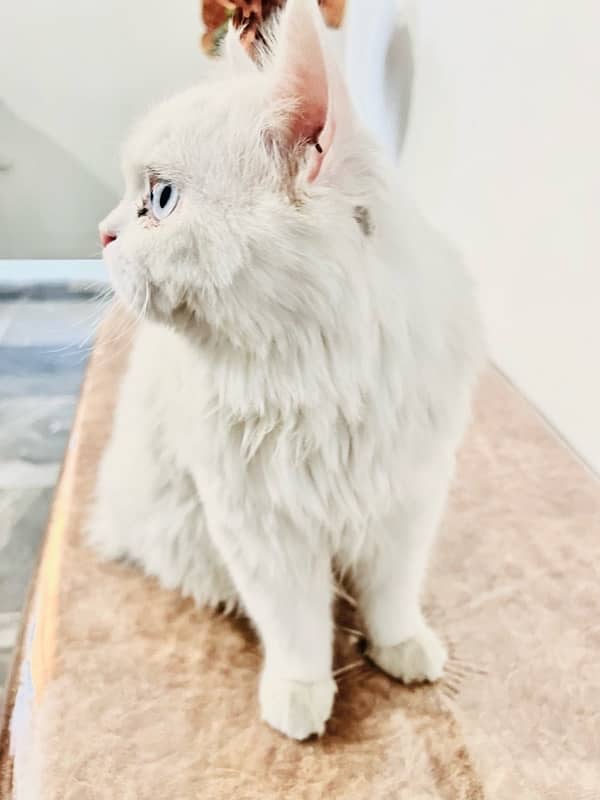 persian cat, with coloured eyes golden and Blue. 1