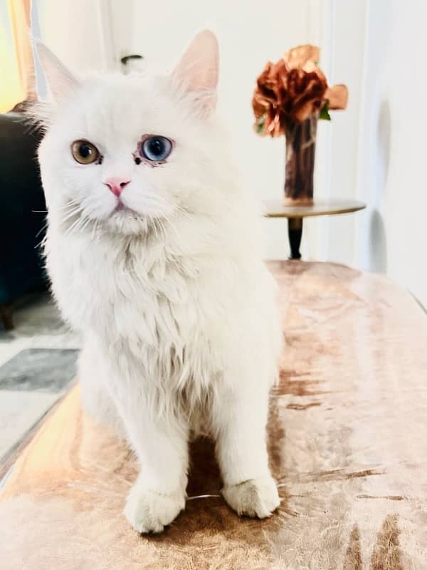 persian cat, with coloured eyes golden and Blue. 2