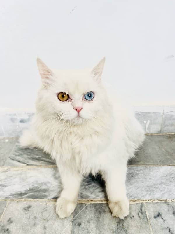 persian cat, with coloured eyes golden and Blue. 3