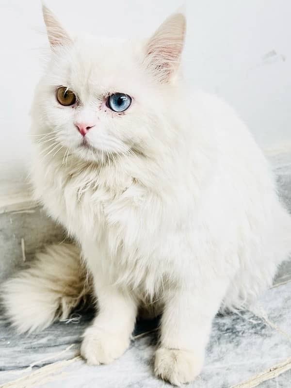 persian cat, with coloured eyes golden and Blue. 4