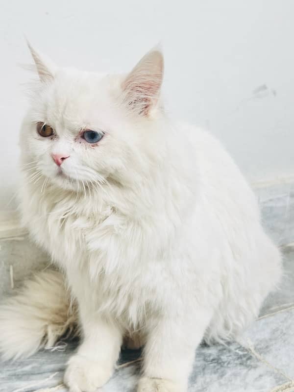 persian cat, with coloured eyes golden and Blue. 5