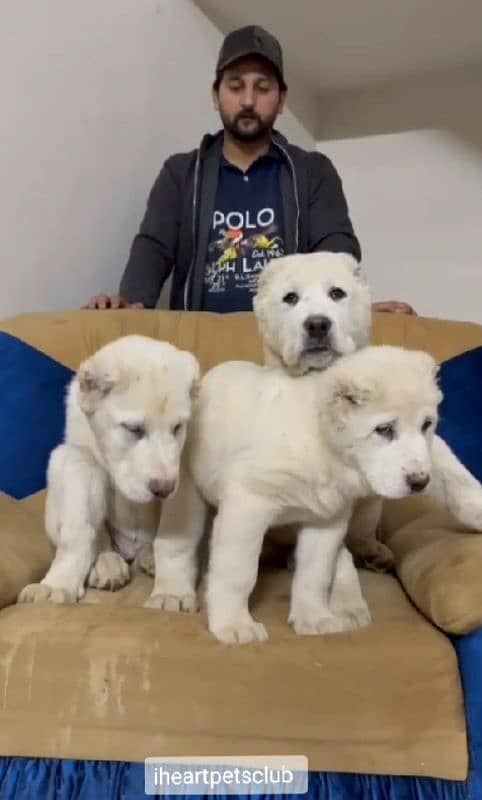 Alabai puppies import from Russia with complete documentation 3