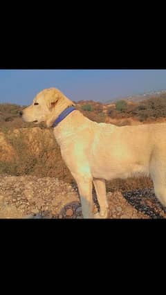 white Labrador Retriever for sale