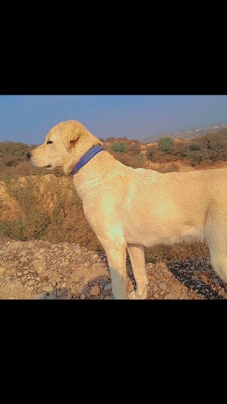 white Labrador Retriever for sale 0