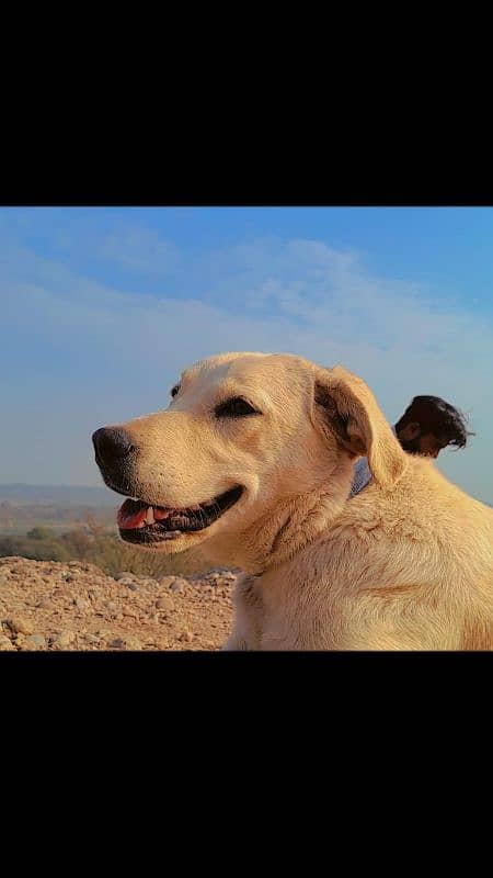 white Labrador Retriever for sale 2